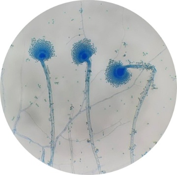 Aspergillus oryzae Aspergillus oryzae