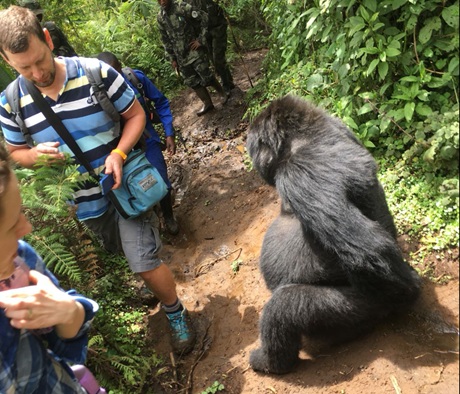 Gorila ve Rwandě Gorila ve Rwandě