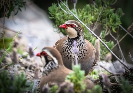 Orebice horské Orebice horské