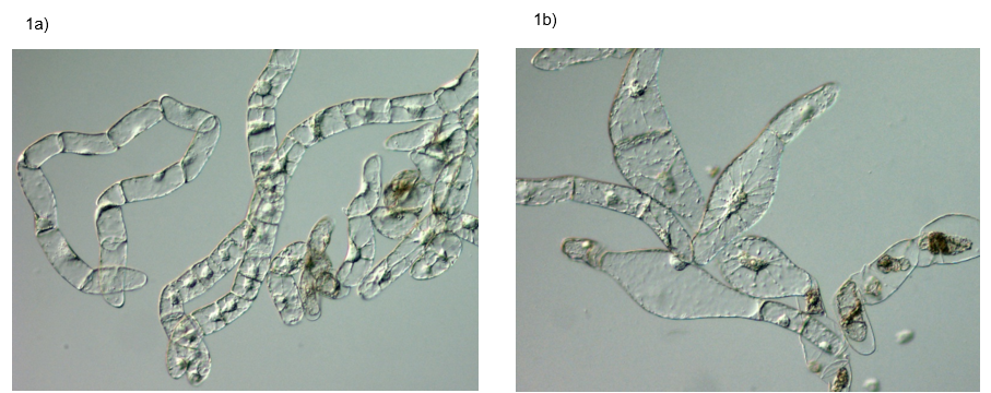 TZ ÚEB_1a_1b TZ ÚEB_1a_1b